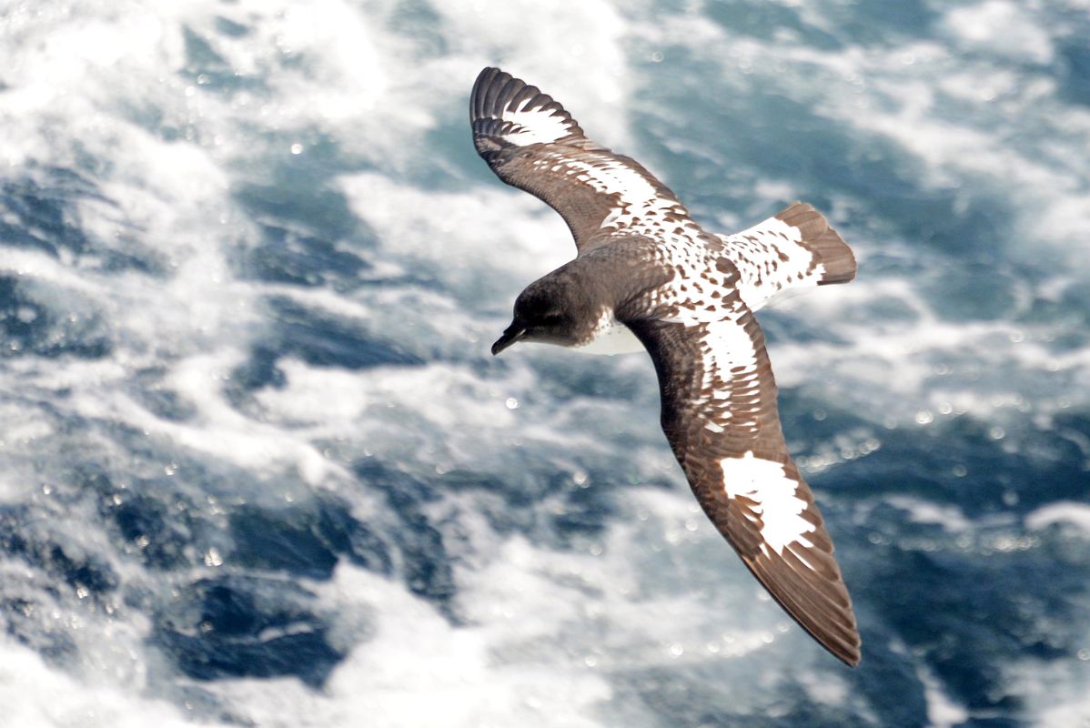 13B Cape Petrel Bird From The Quark Expeditions Cruise Ship In The Drake Passage Sailing To Antarctica